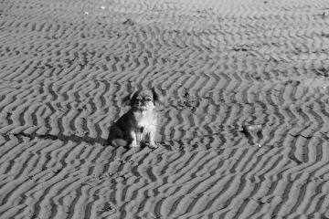 036-katia-bonaventura-photojournalism-cagnolino-grado