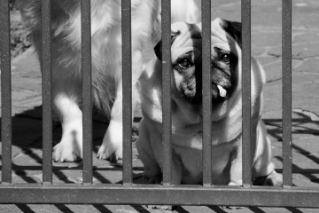 038-katia-bonaventura-photojournalism-bulldog