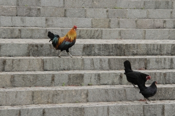 039-katia-bonaventura-photojournalism-gallo