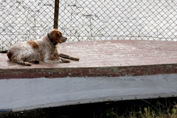 040-katia-bonaventura-photojournalism-cane-barca-grado