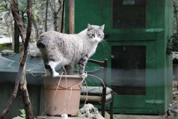 045-katia-bonaventura-photojournalism-gatto-monfalcone