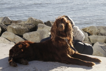 046-katia-bonaventura-photojournalism-cane-caccia-grado